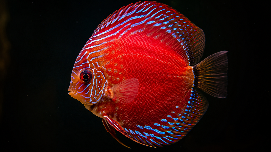 3 Essential Rules for Keeping Healthy Discus Fish in India