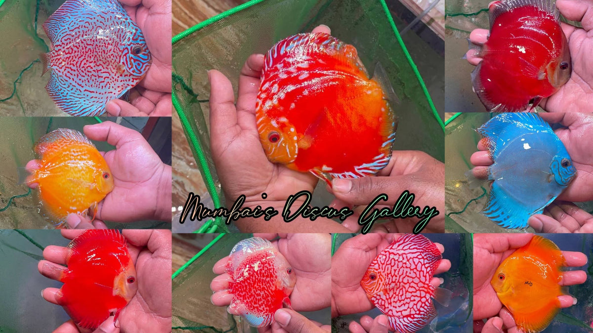 Discus Fish