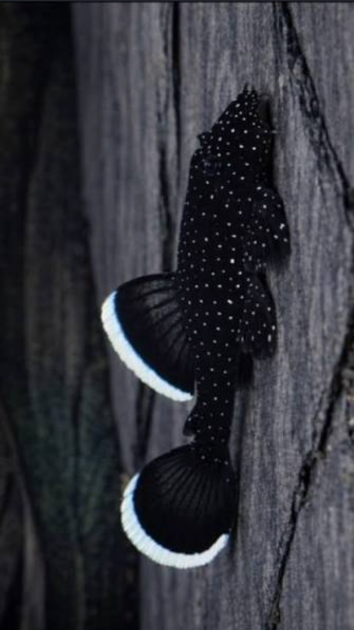 Exotic Plecos