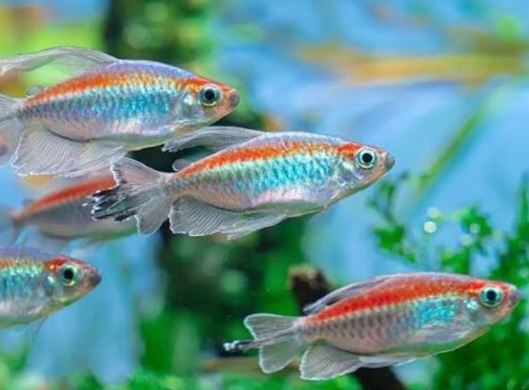 Tetra Fish