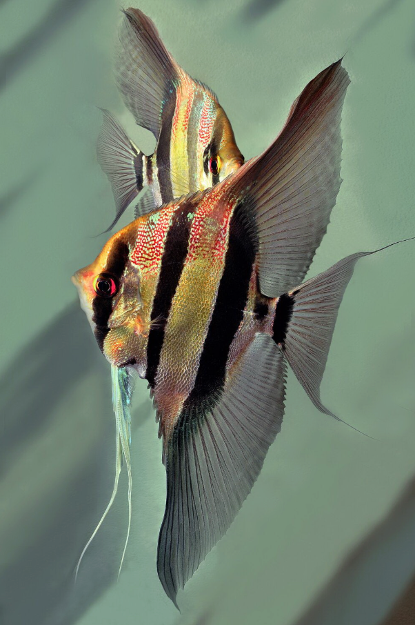 Exotic Angel Fish