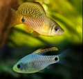 Drape Fin Barb