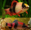 Melon Barb
