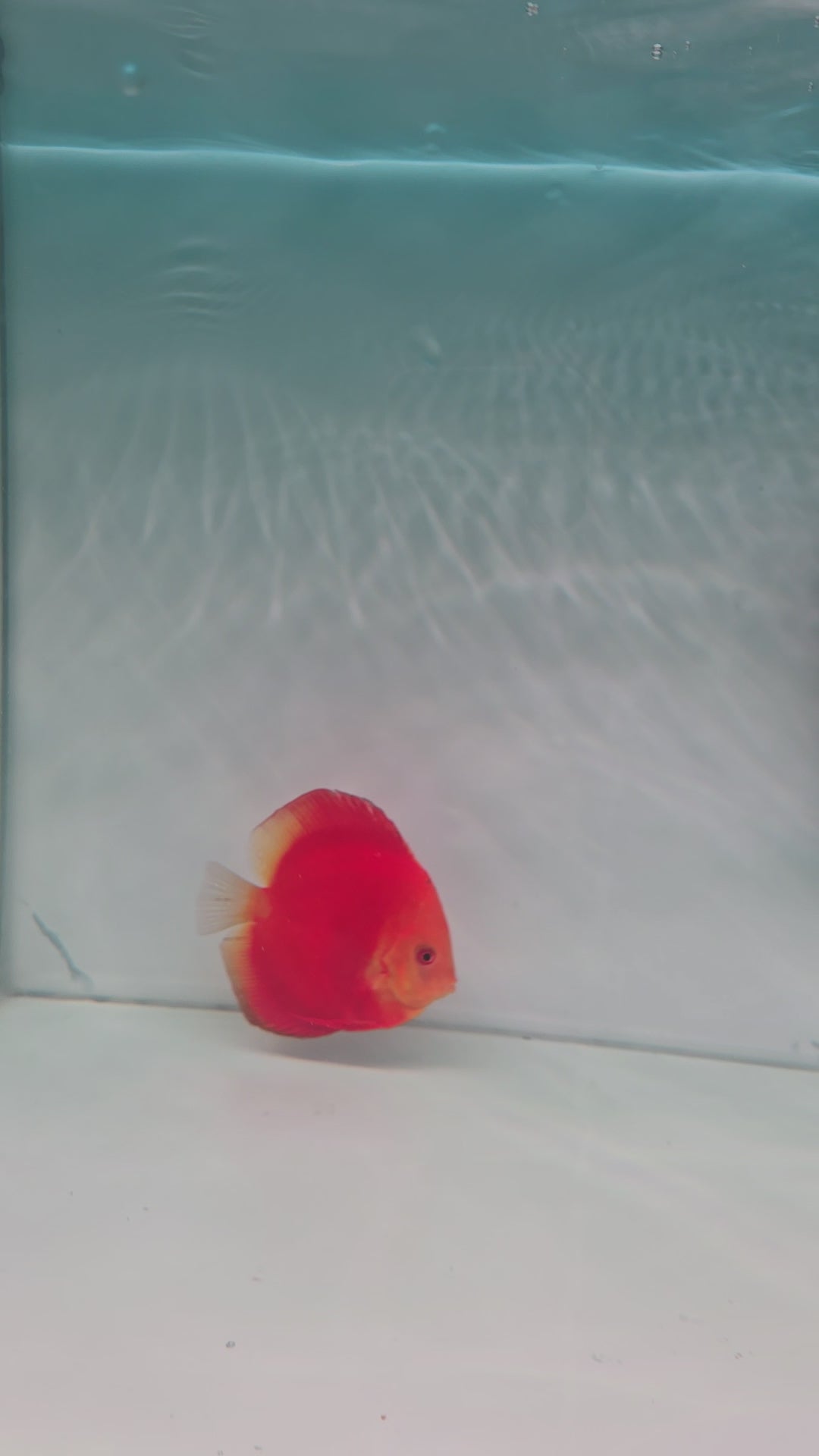 Golden sanhmera Discus