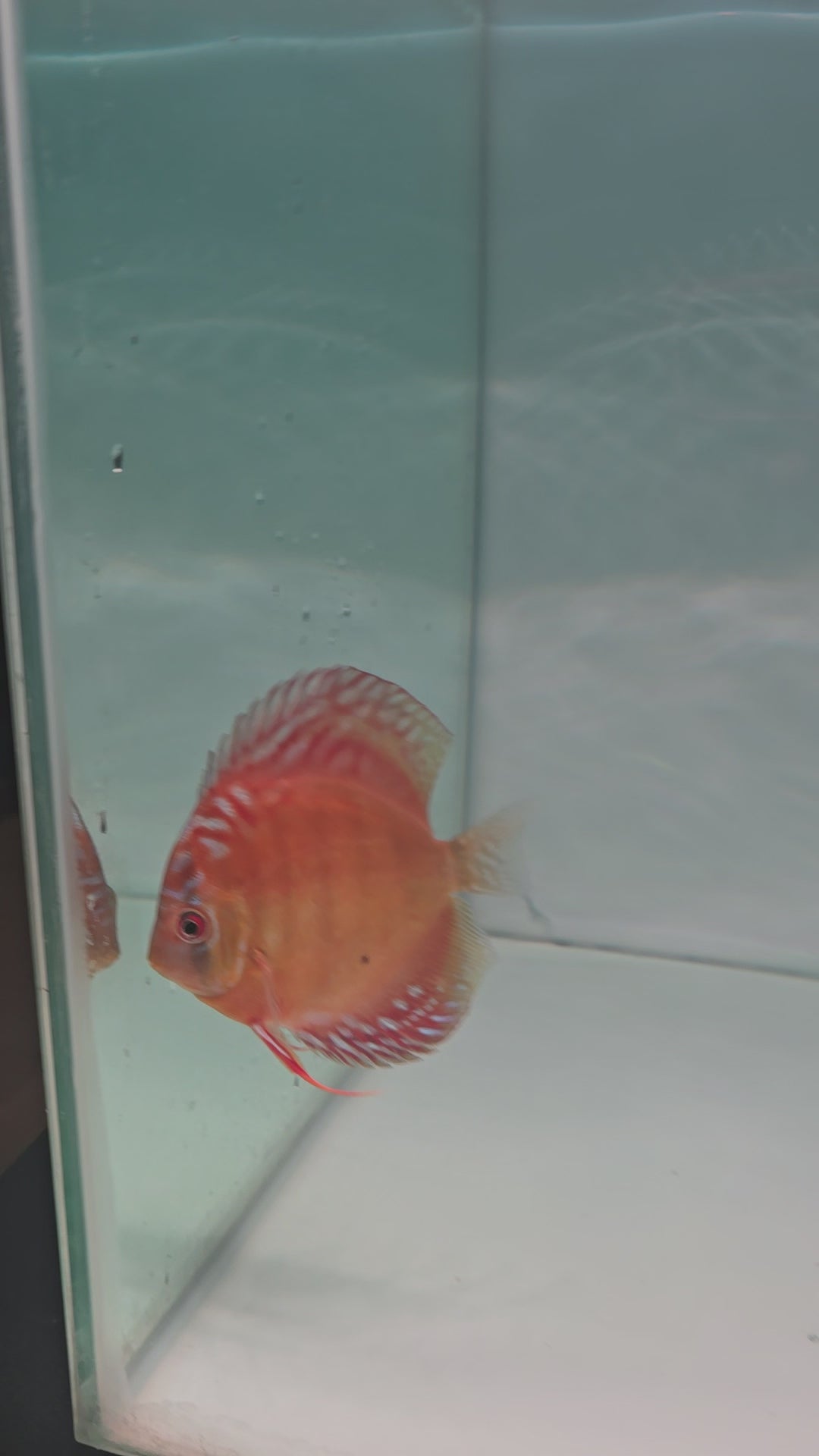 Alenquer Discus
