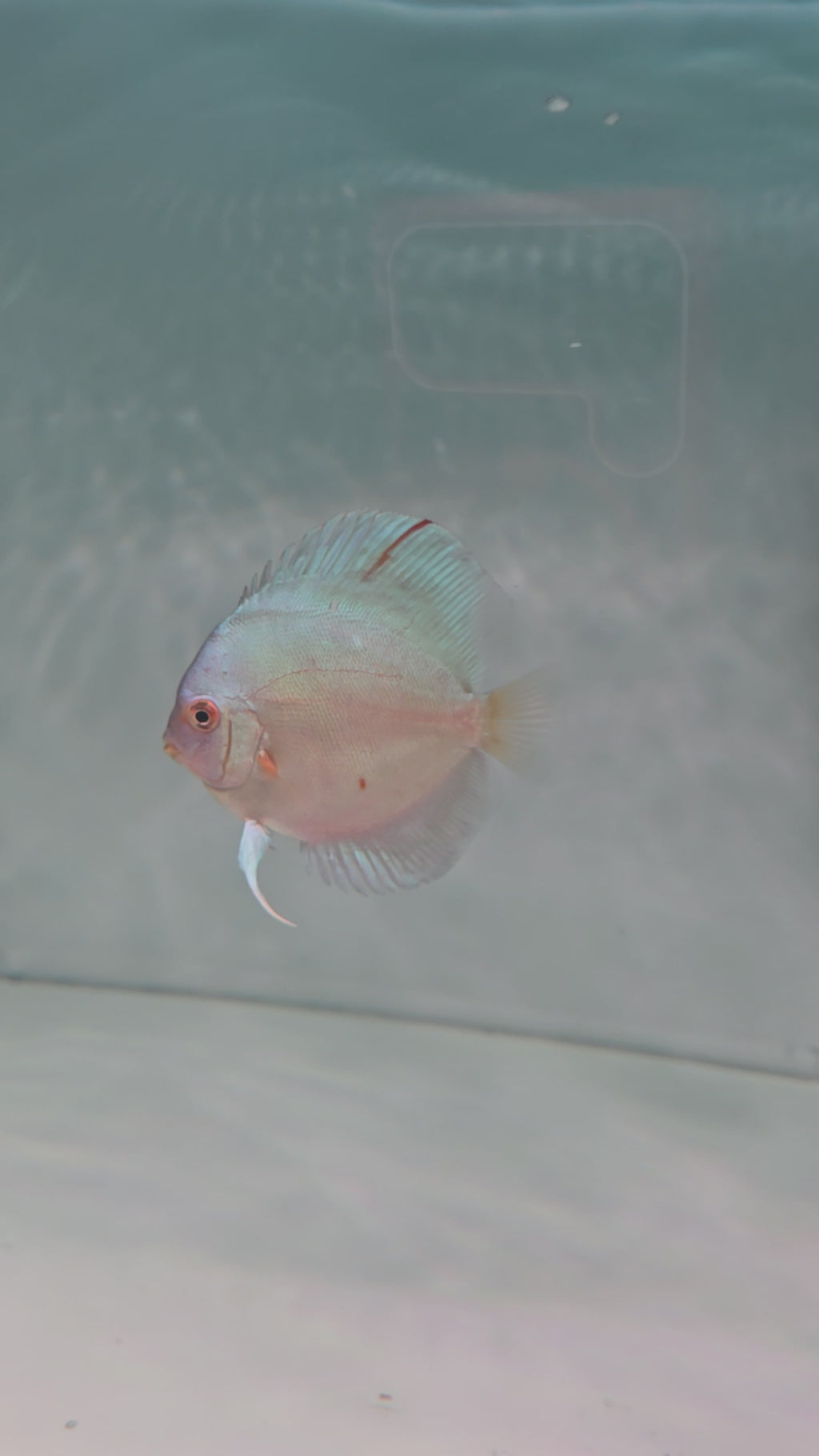Blue Diamond Discus