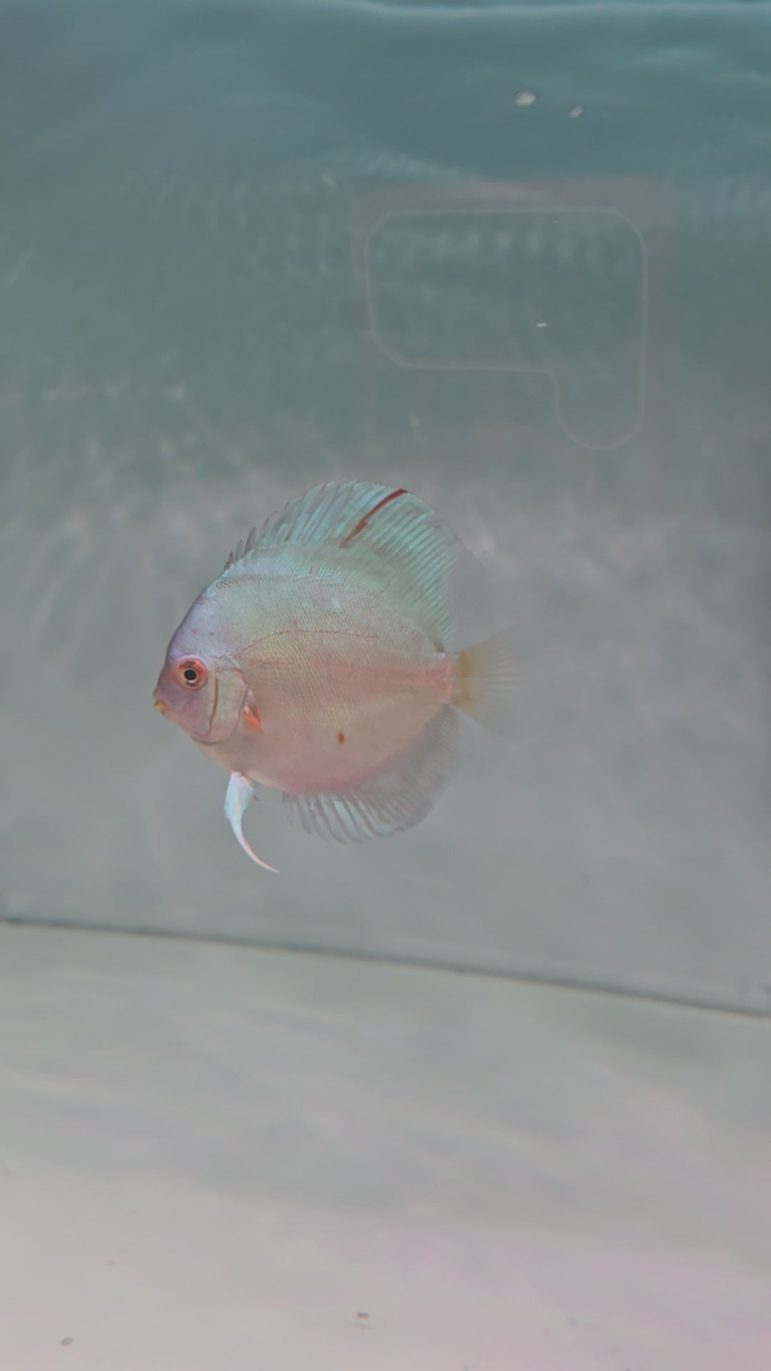 Blue Diamond Discus