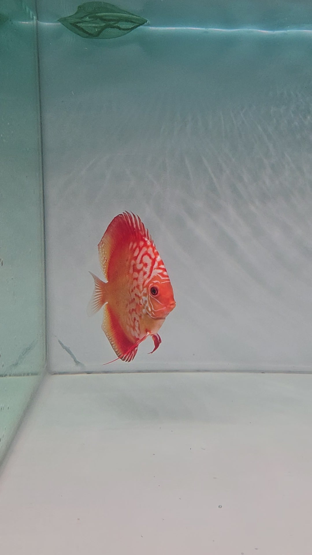 Checkerboard Discus