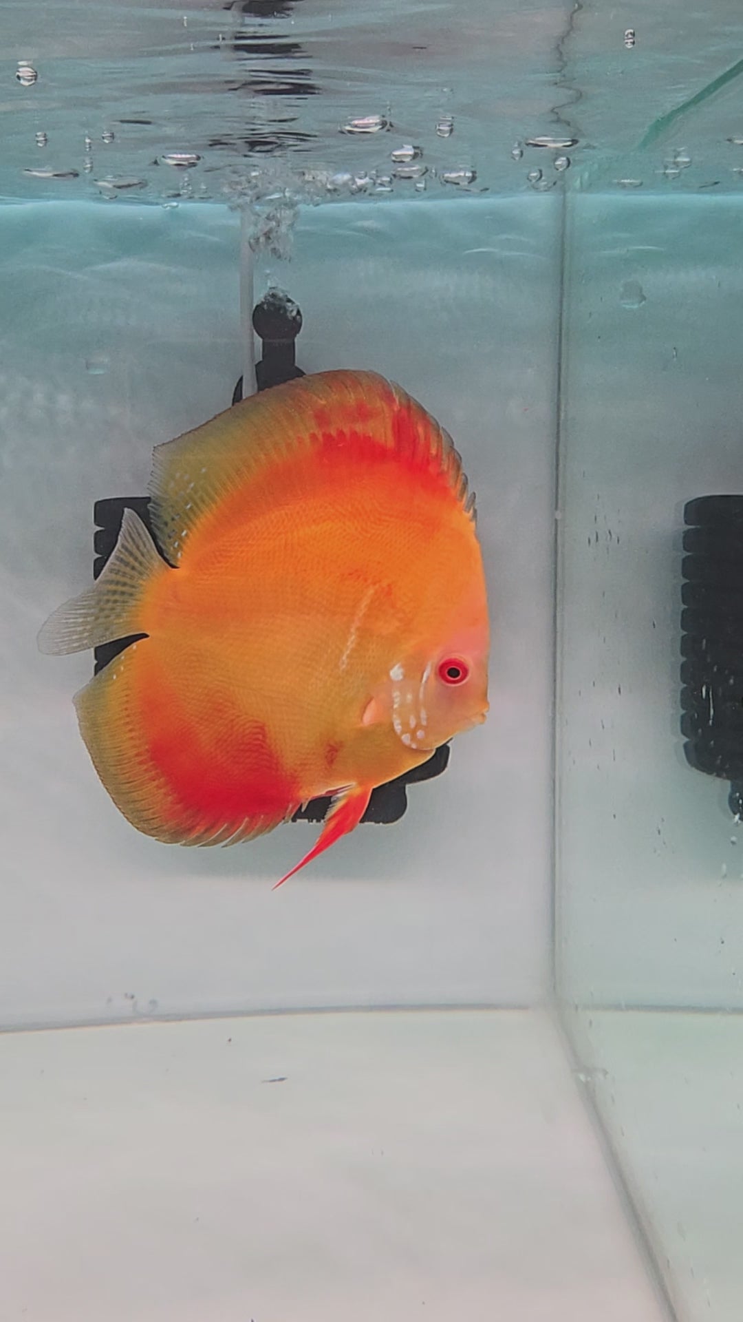 Yellow Crystal Discus