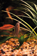 Julie Corydorus
