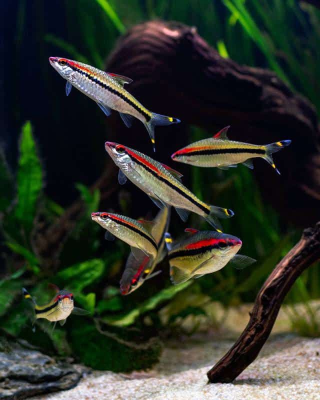 Red Line Shark Fish