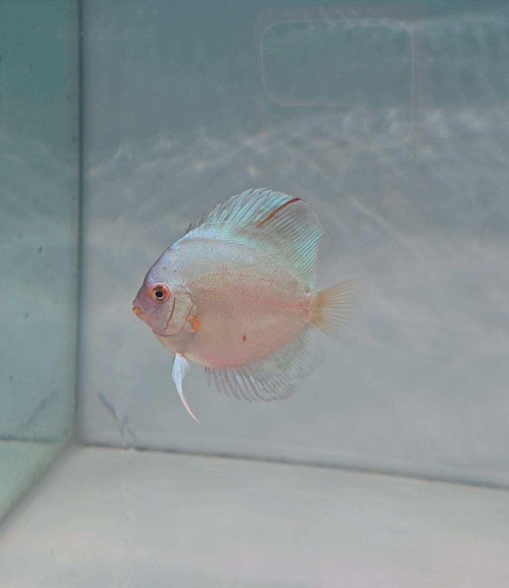 Blue Diamond Discus