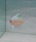 Blue Diamond Discus