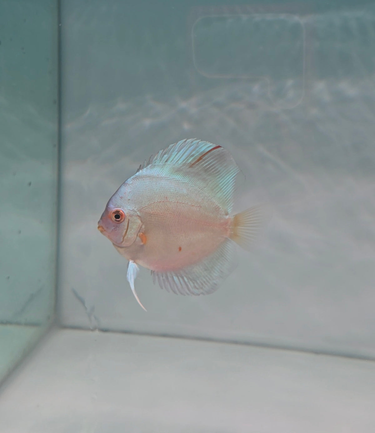 Blue Diamond Discus