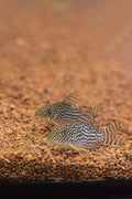 Sterbai Corydorus