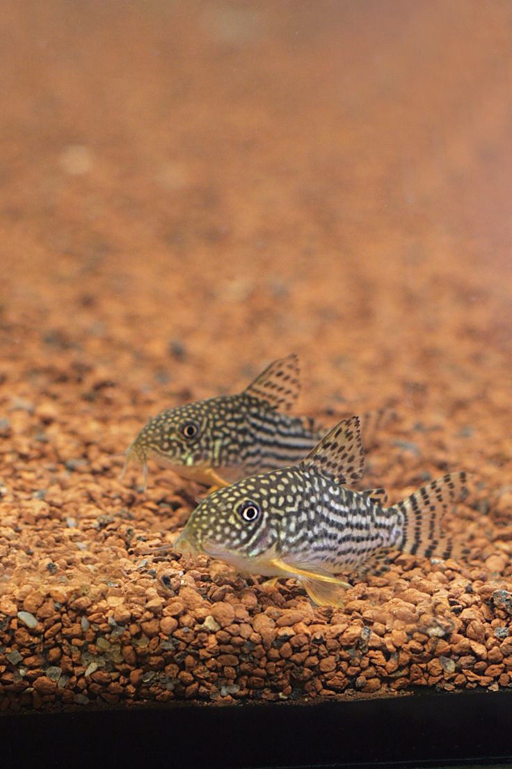 Sterbai Corydorus